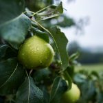 Lire la suite à propos de l’article La poire qui est en vous