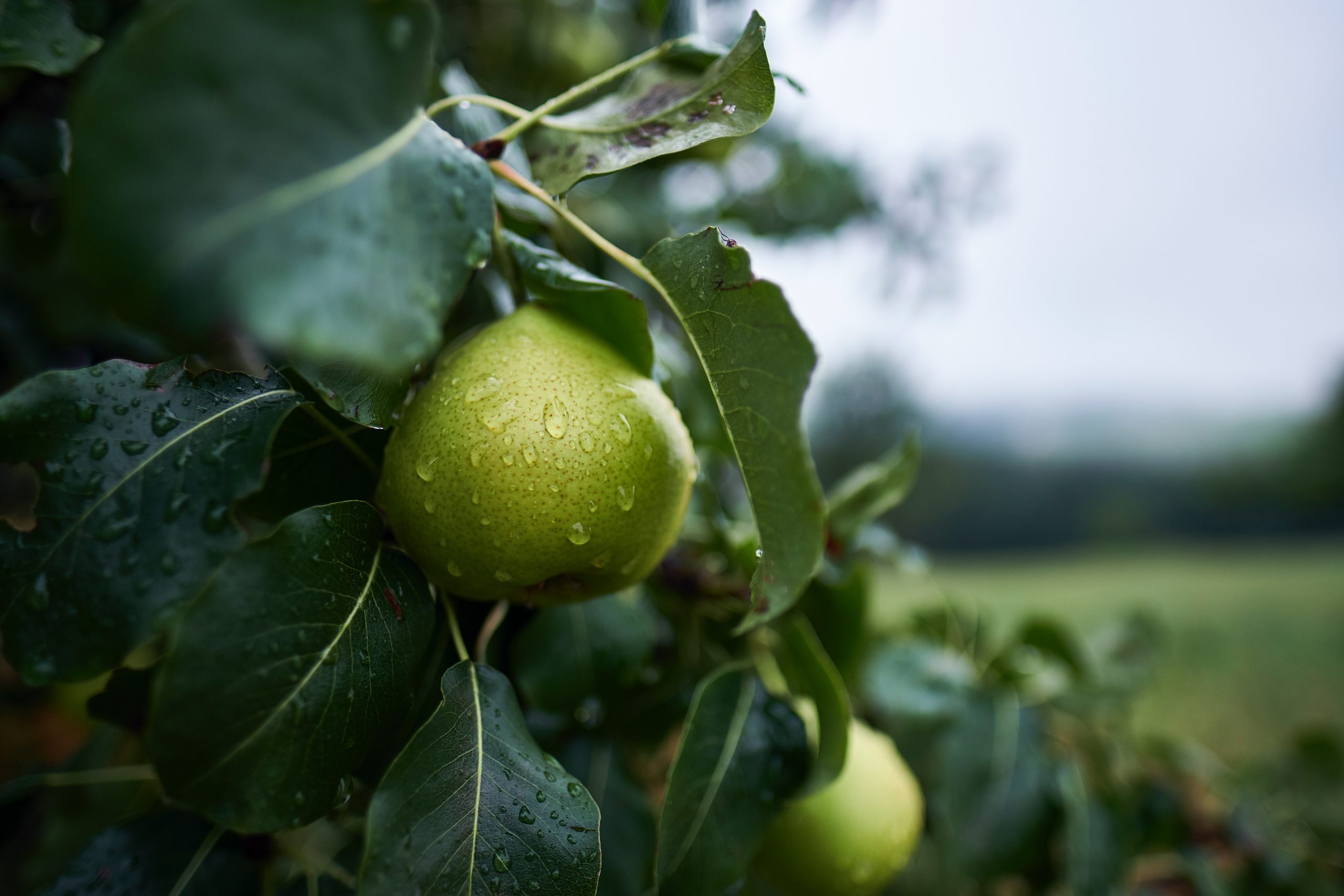 You are currently viewing La poire qui est en vous