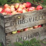Lire la suite à propos de l’article Le bienfait des Pommes