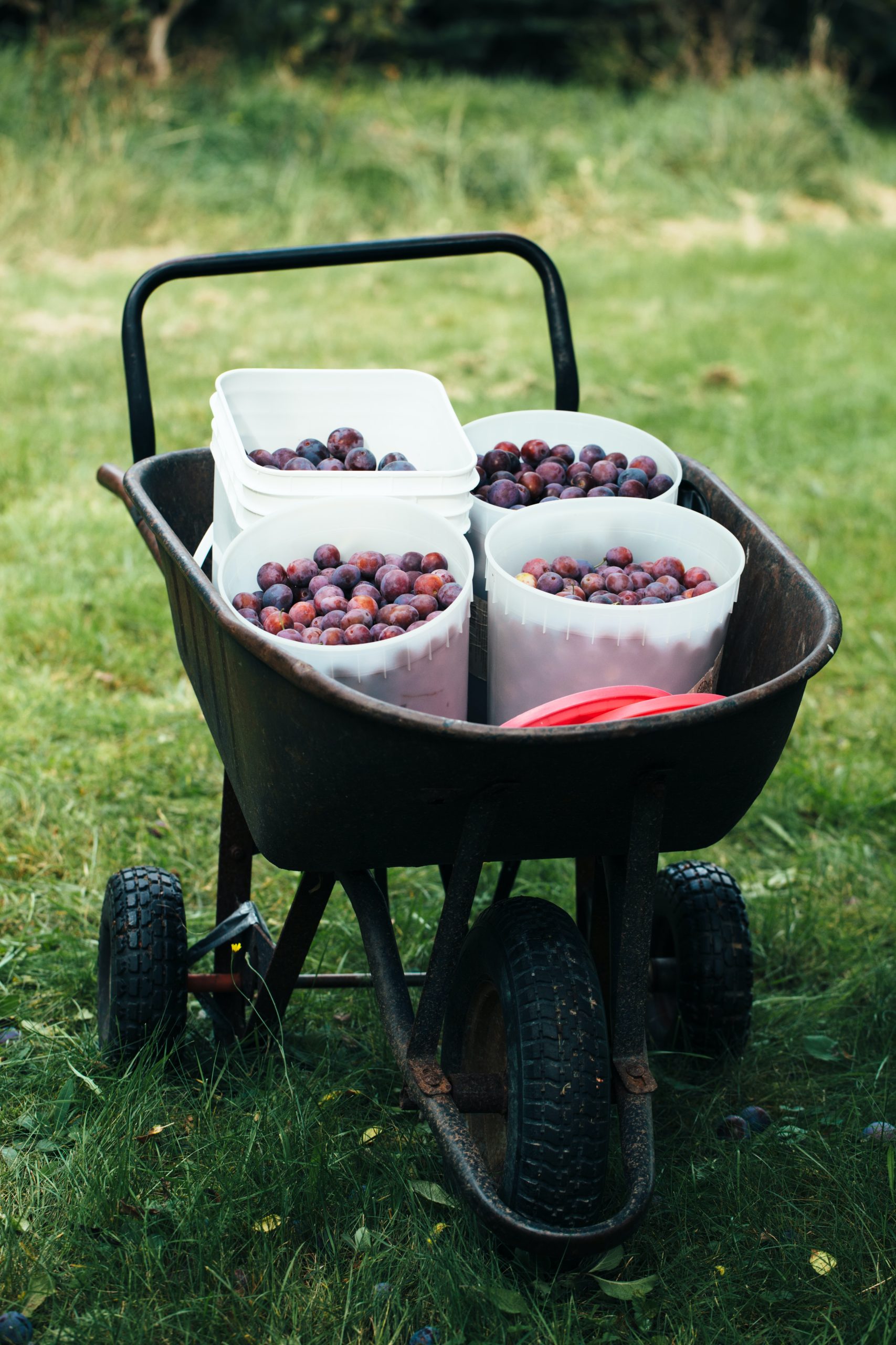 brouette fruits