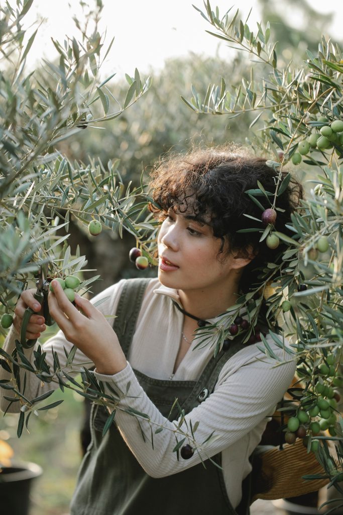 femme cueillette olive